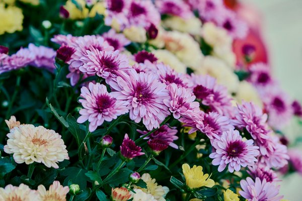 Réussir son jardinage en intérieur : Top 10 des conseils à suivre